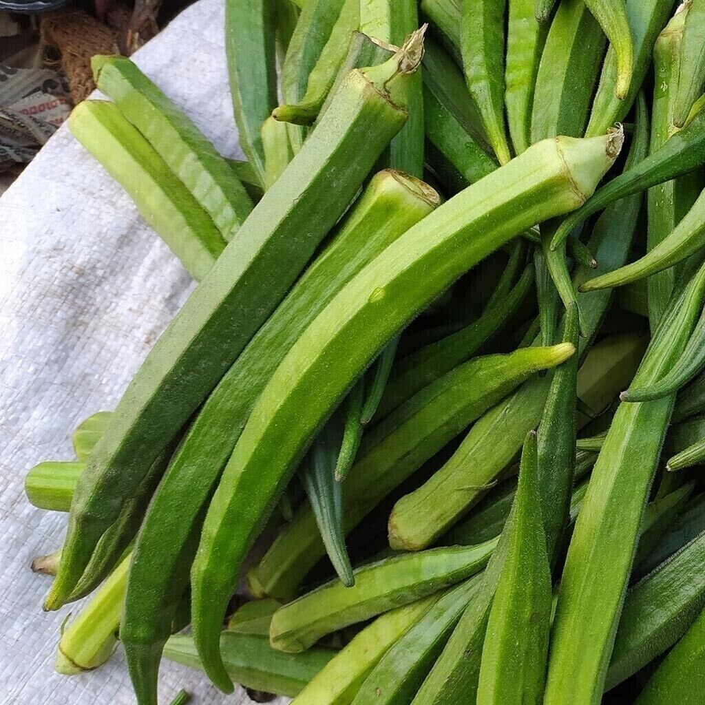 100+ Perkins Long Pod Okra Seeds — Heirloom – NON GMO — FRESH