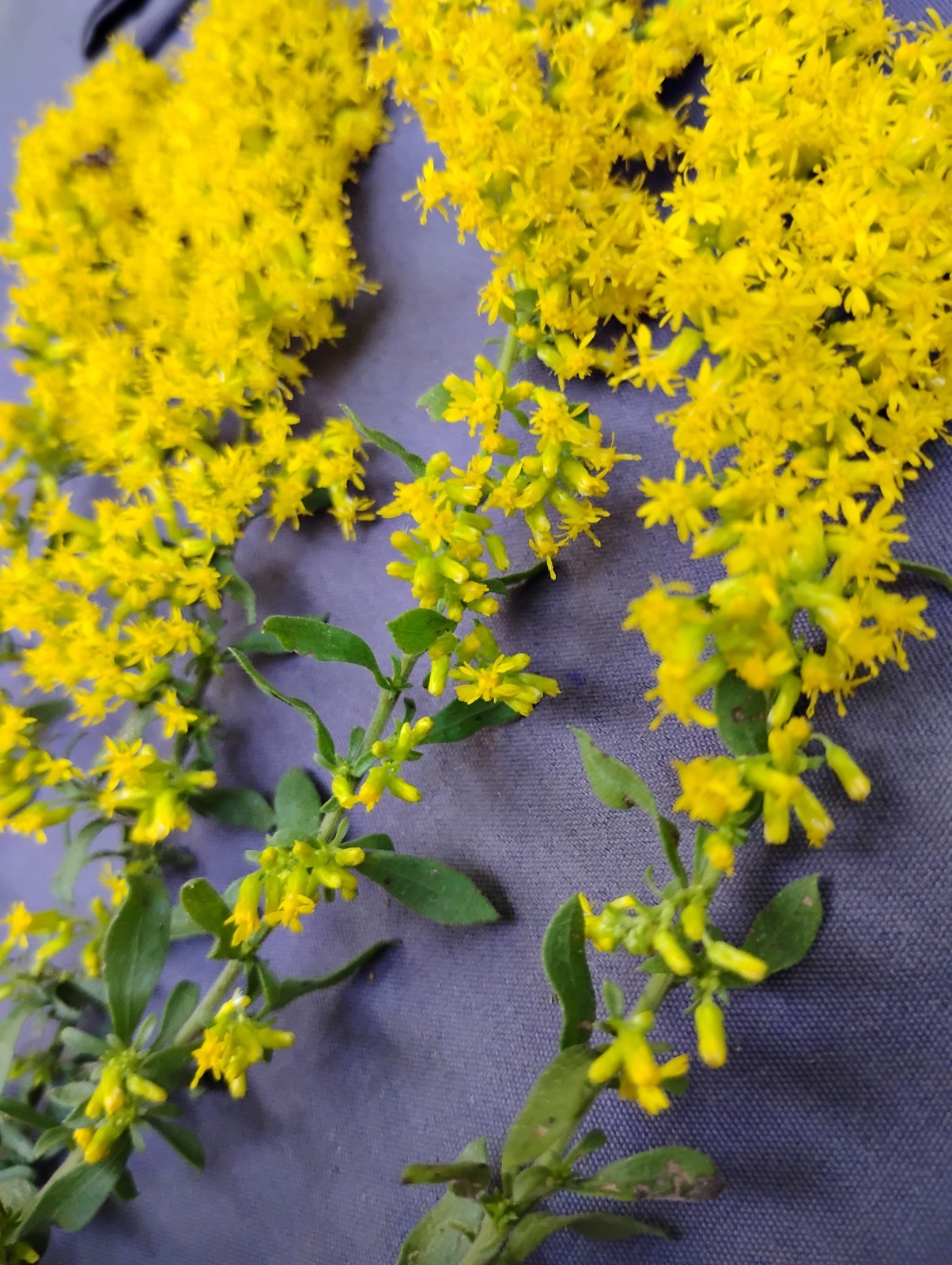 BUY 1- 1 FREE GOLDENROD GREAT FALL COLOR! VERY EASY PERENNIAL RECOMMEND!!