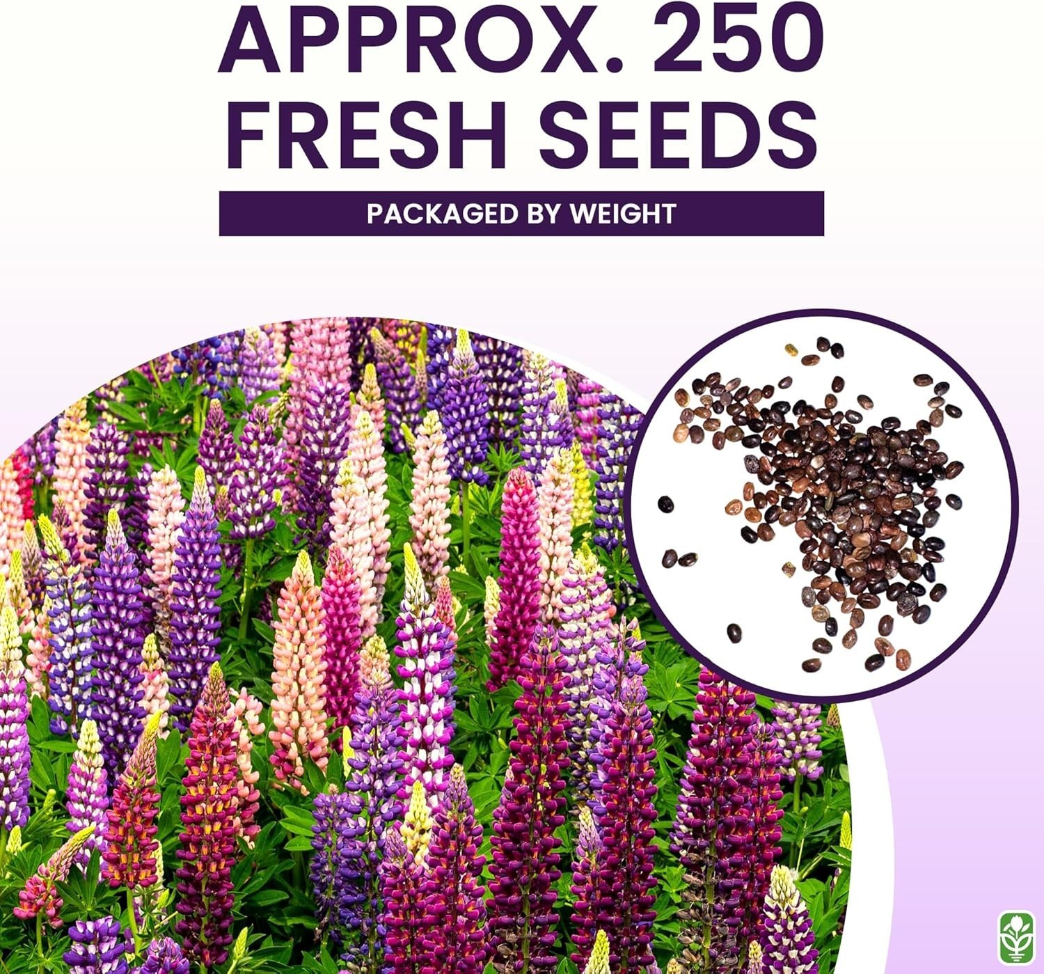 Gorgeous Mixed Russell Lupine Seeds – Grows 36-48″ Tall, Attracts Pollinators