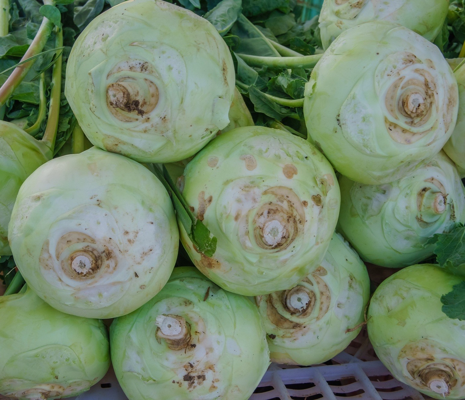 Superschmelz Giant White Kohlrabi Seeds | Heirloom Non-GMO | Fresh Garden Seeds