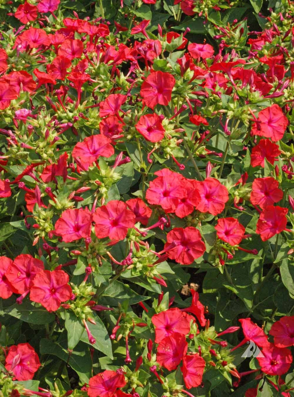 25+ RED FOUR O’CLOCK MIX SEEDS FRESH FOR YOUR FLOWER GARDENS