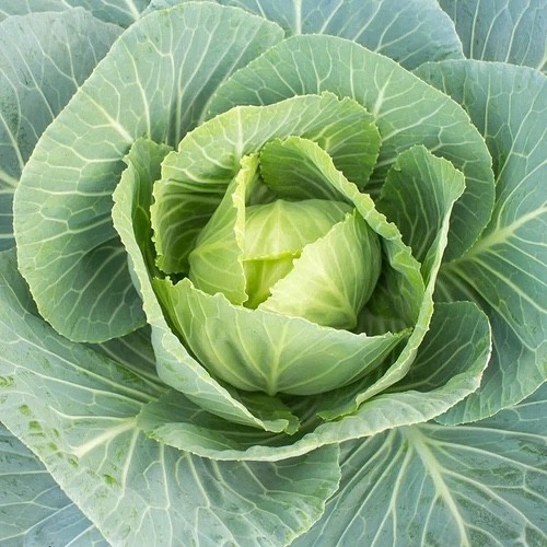 800++ Morris Heading Collard Seeds| Fresh Garden Seeds | Organic NON – GMO