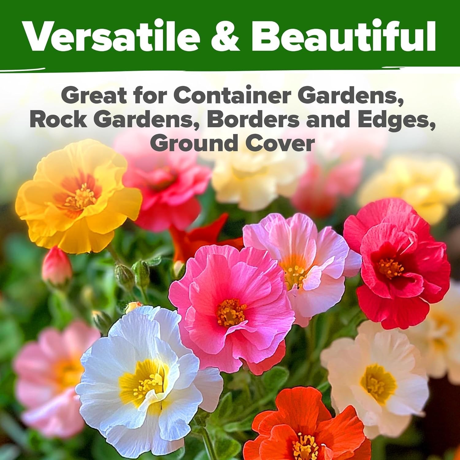 23,500+ Moss Rose Seeds Bulk Pack Annual Flower for Ground Cover – Heirloom P…