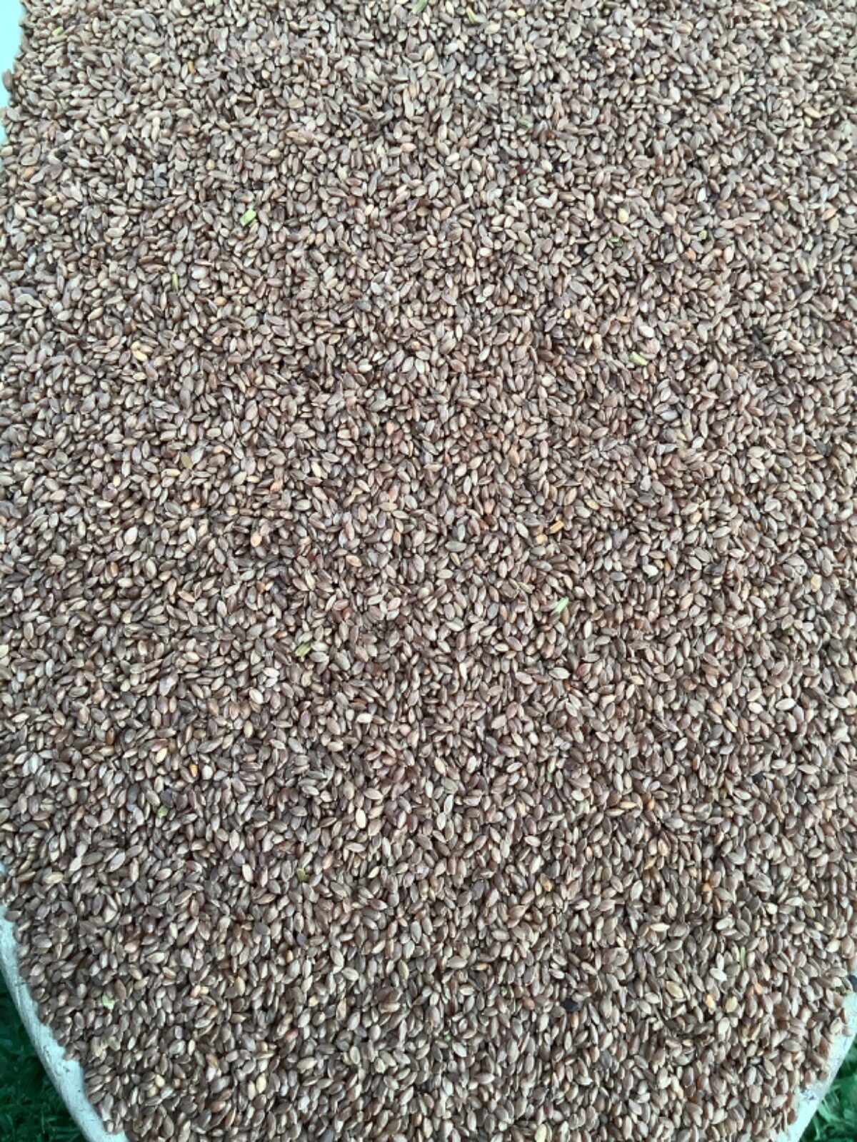🇺🇸 Premium Hollywood Bermuda (hulled) Grass Seed Drought tolerant