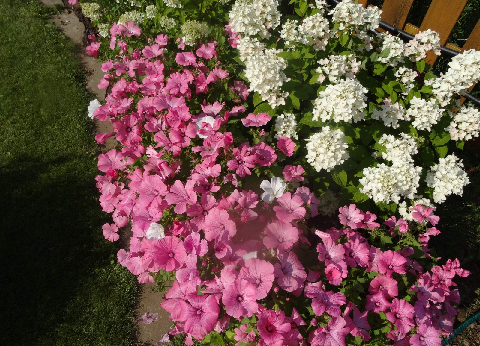 200 ROSE MALLOW (Bush Mallow) Hibiscus Lavatera Trimestris Flower Seeds