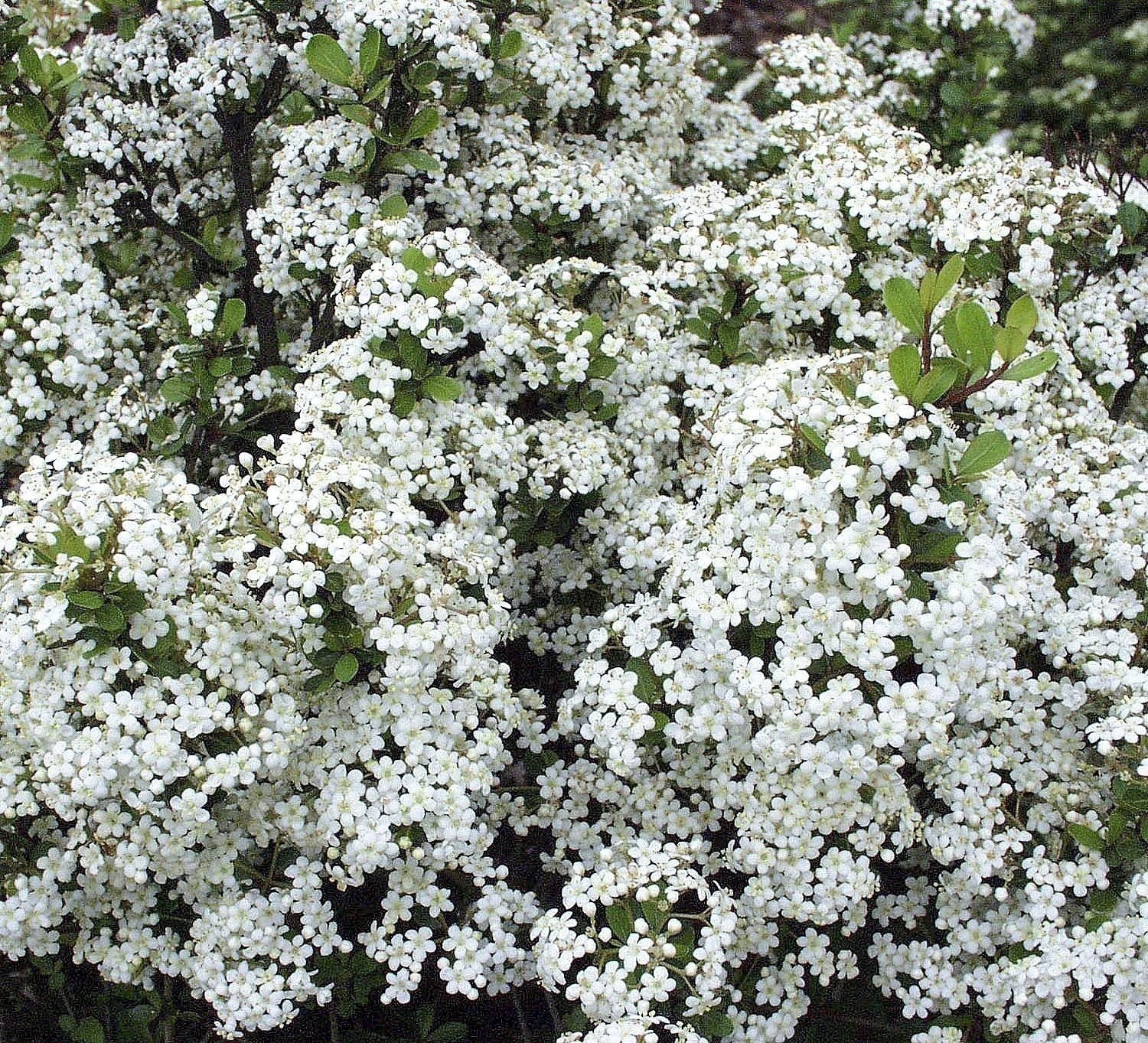 Viburnum Mrs. Schiller’s Delight | 1 Gallon | Viburnum obovatum | Flowering