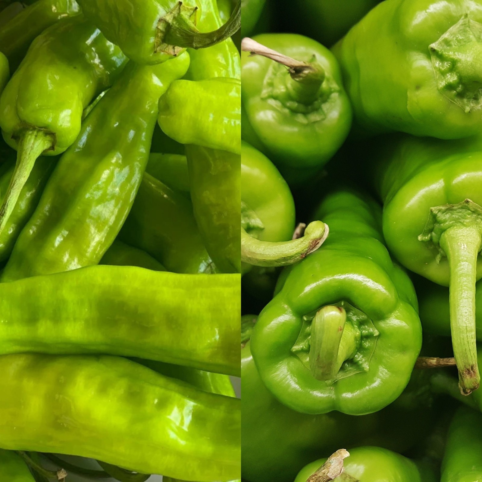 2 Mild Heat Pepper Seeds Duo for Pickling, Pepperoncini and Anaheim, Non-GMO