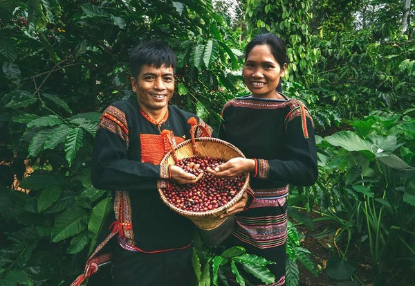 Peruvian Coffee Bean Tree Seeds (25) / San Martin Fincla La Esperanza / RARE