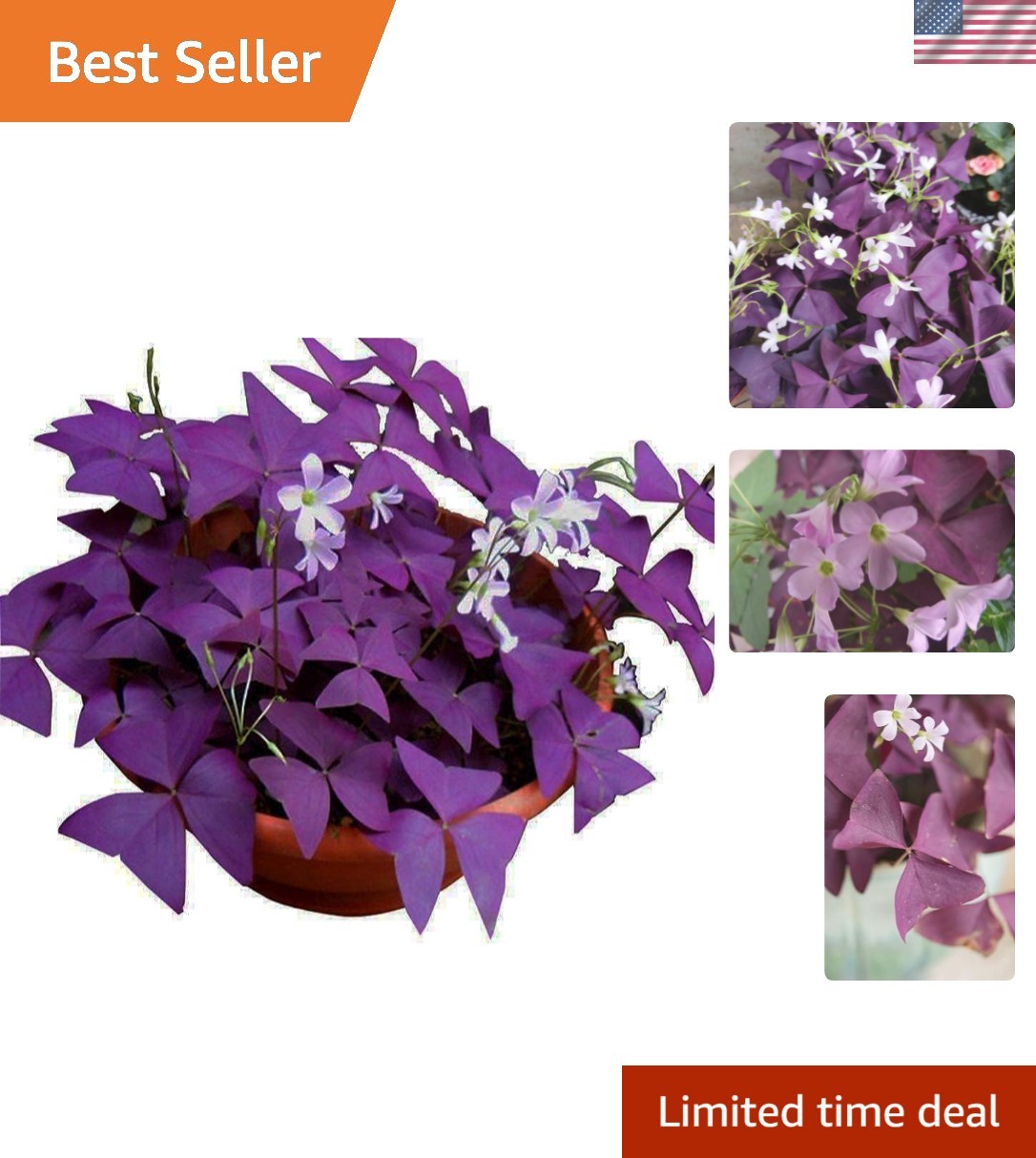 12PCS Purple Shamrocks Bulbs Good Luck Plant Purple Oxalis Bulbs for Planting Gr