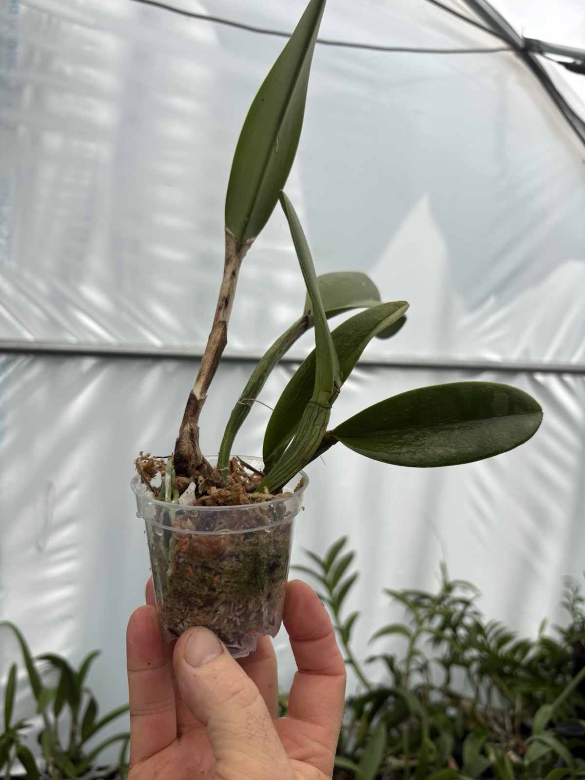 Rlc. Duhs White ‘Peppa Pig’ – Hard-To-Find Orchid Hybrid – 3” Pot – Divisions