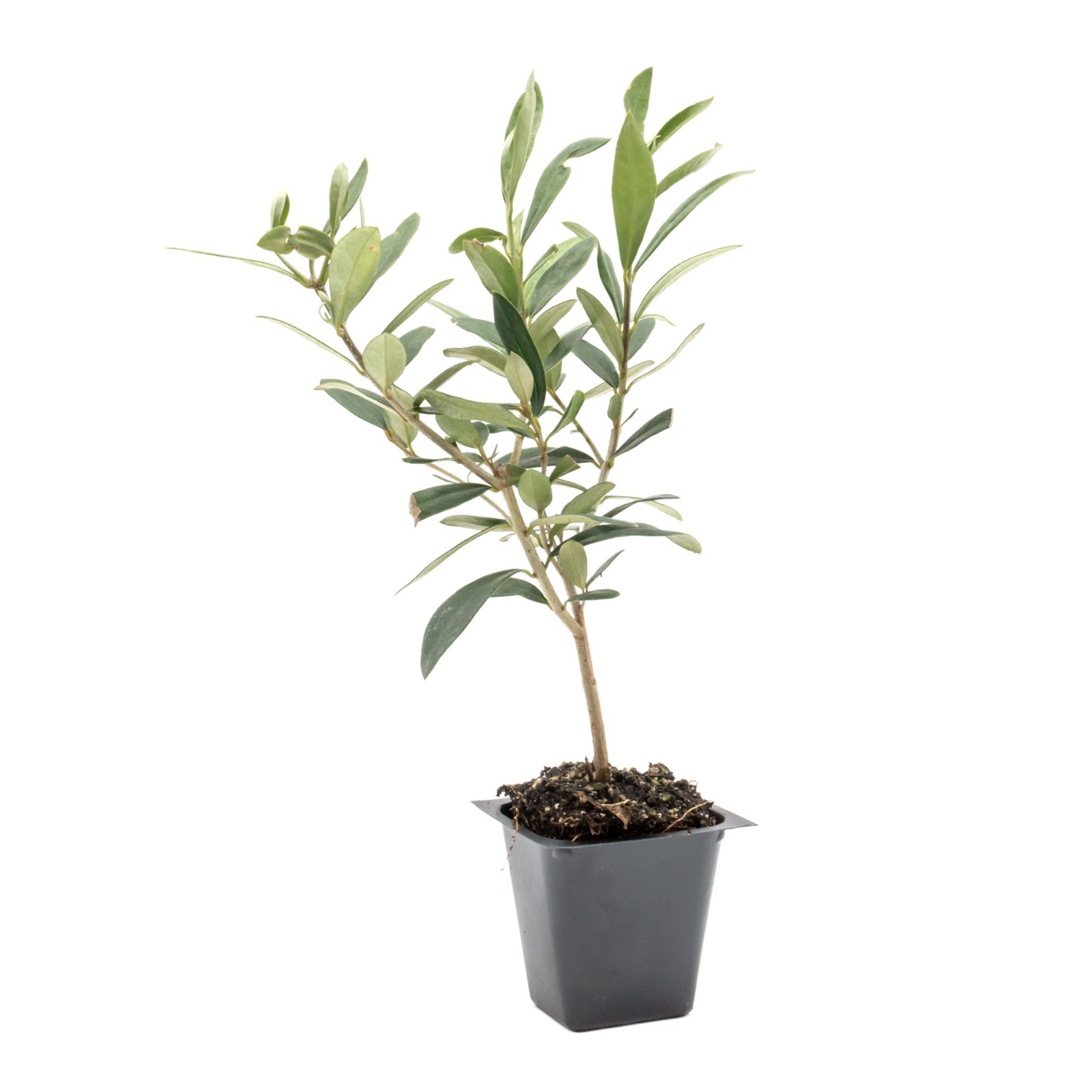 Dwarf Fruitless Olive Tree, 2.5-inch Nursery Cubes, Olea europaea ‘Montra’