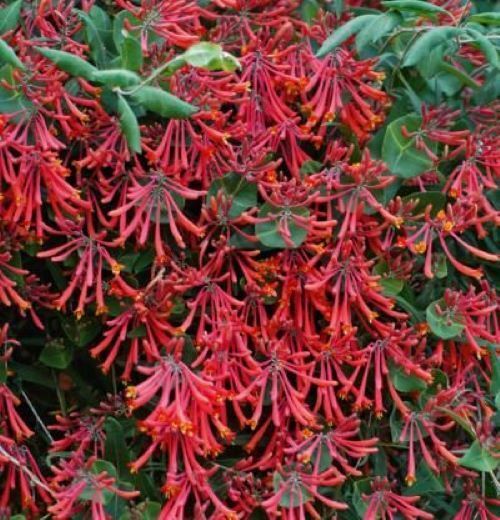 ~MAJOR WHEELER~HONEYSUCKLE VINE Lonicera Sempervirens ~POTTED 4-8″ STARTER PLANT