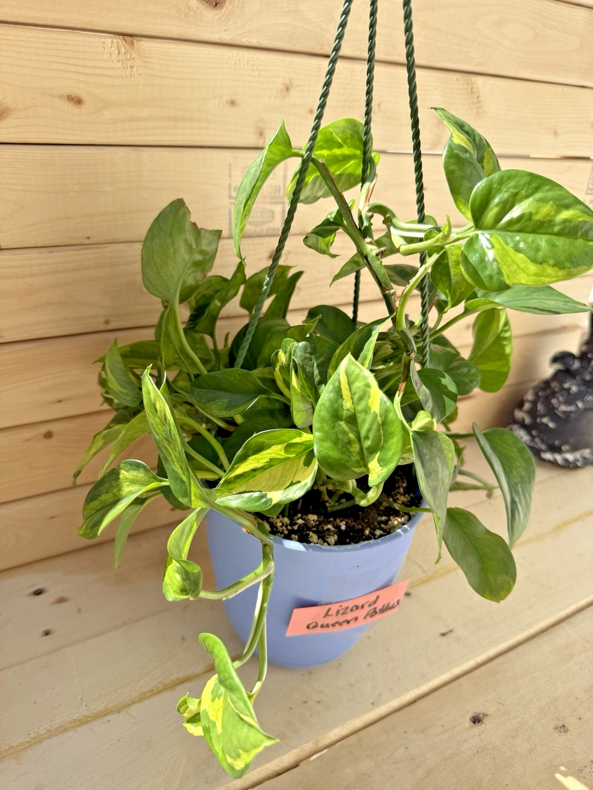 Lizard Queen Pothos 3 Node 3 Leaf Cutting – Rooting in Moss Gorgeous Variegation