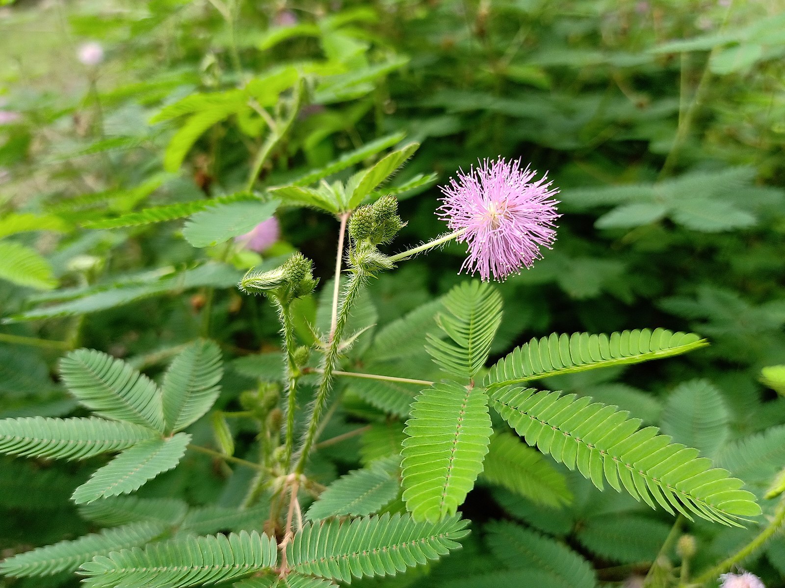SENSITIVE PLANT Seeds BULK *FREE Shipping!* Mimosa pudica Herb Shy Plant Seeds