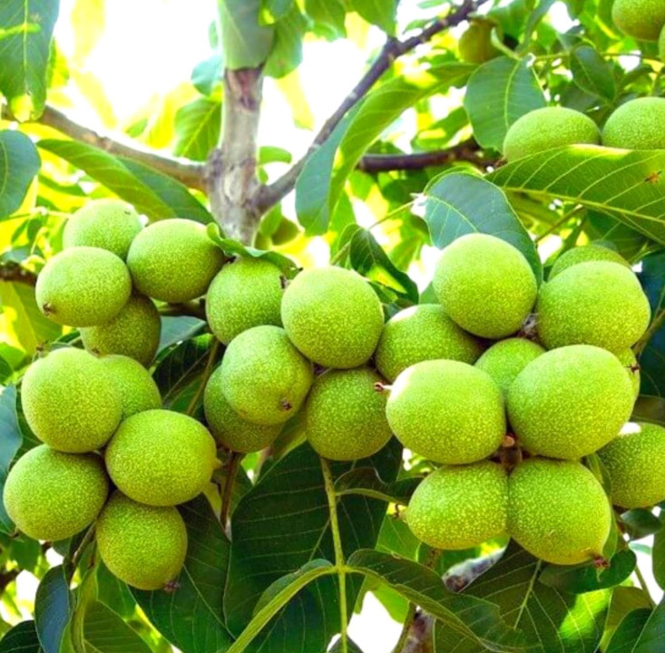 Live Black Walnut Tree – Quart Pot – Juglans nigra – Nut-Producing Shade Tree