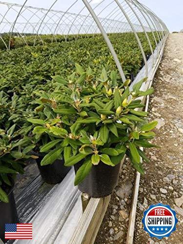 Green Promise Farms Rhododendron Yak. `Prince` Evergreen, 3 Size Container, P