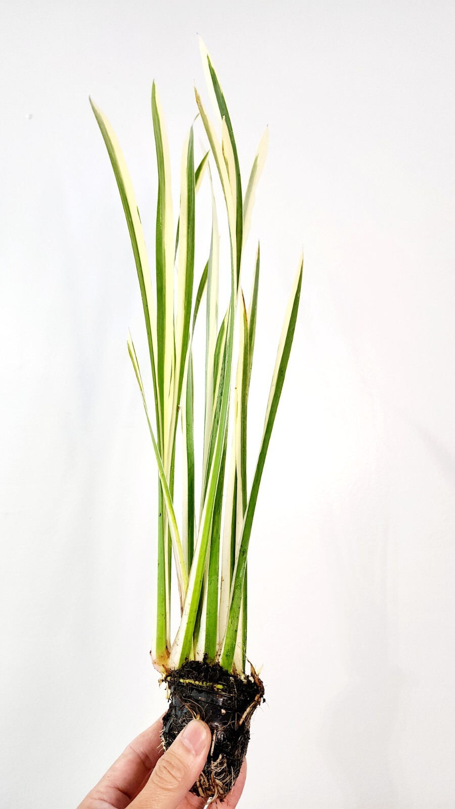 Live Cold Hardy Variegated Sweet Flag Aquatic Marginal Pond Plant