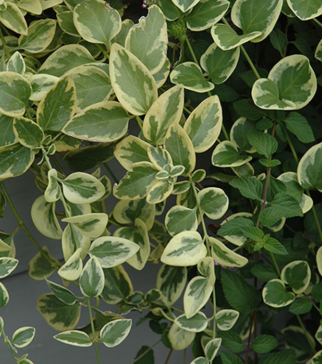 Vinca Major High Color Plug Plant – 2-4″ Tall – Variegated Evergreen Ground Cove