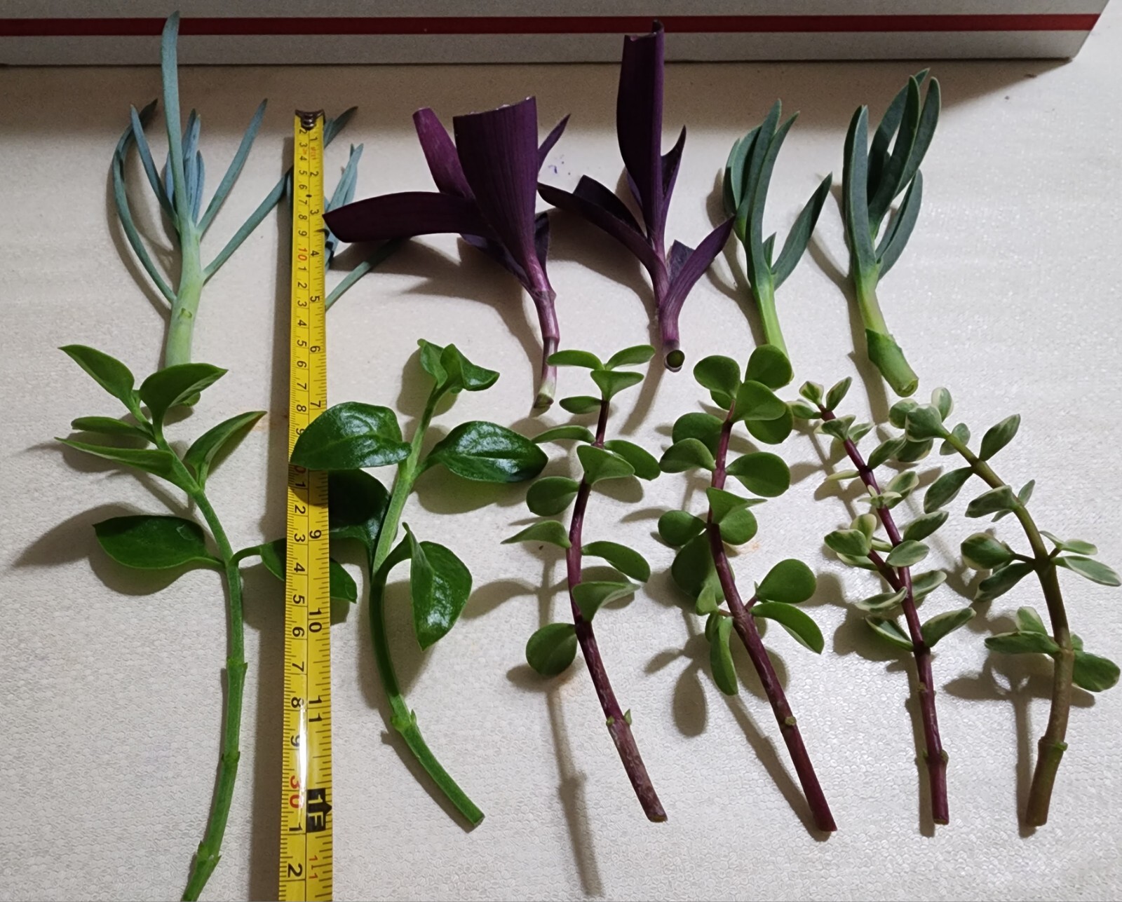 12 Piece Assorted Lot Of Live Plants (6 Kinds x 2 of Each)for Rooting