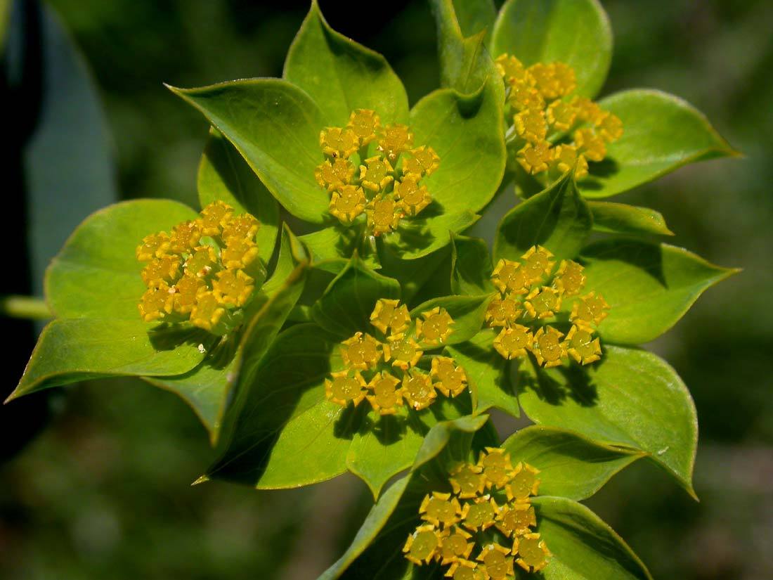 40+ Hare’s Ear Green Gold Bupleurum Flower Seeds / Annual / Filler for Arrangeme