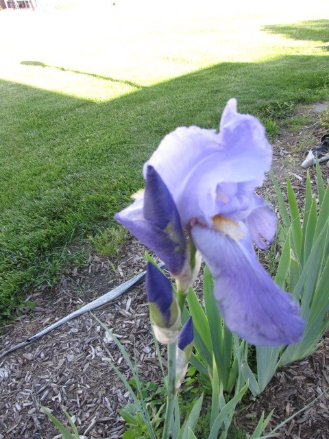 LOT of 10 Tall Purple Old Fashioned Bearded Iris Rhizomes Bulbs