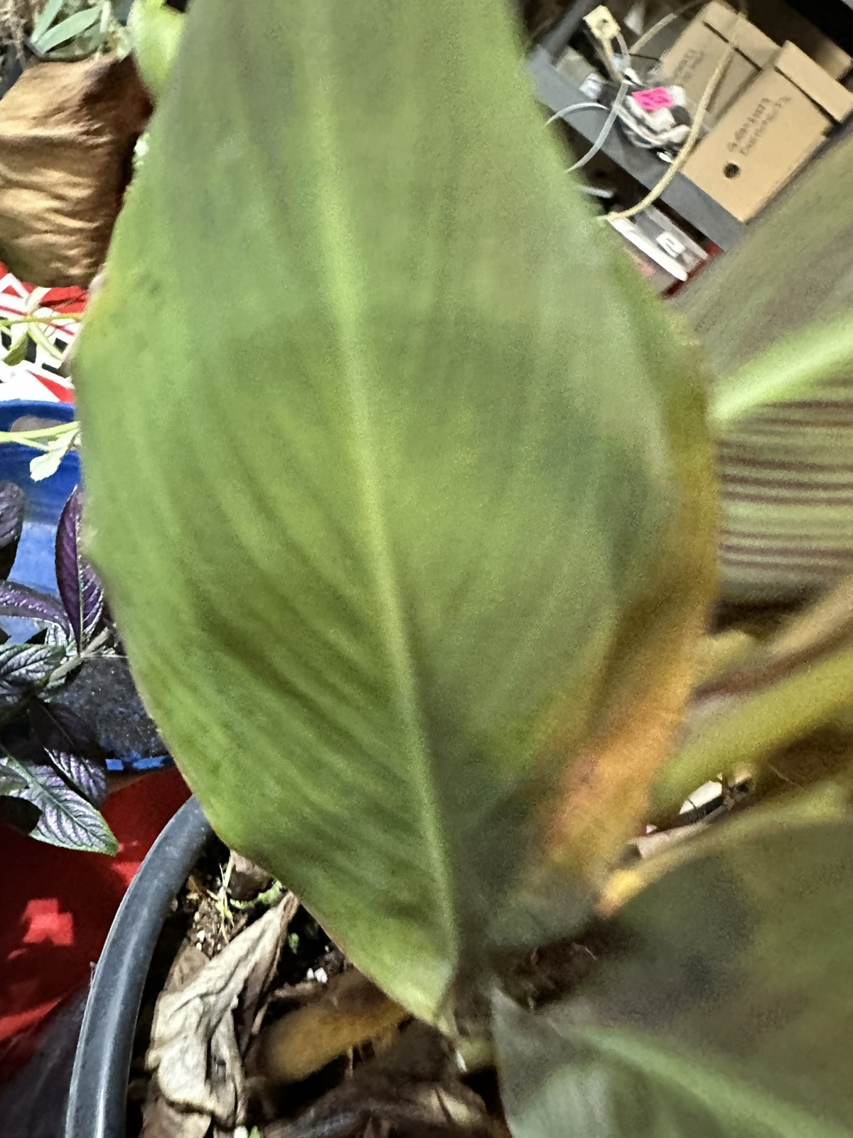Canna Lily Orange WYOMING 3 Live Flower Plant Bulbs Purple Variegated Leaves