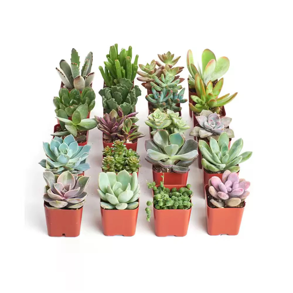Shop Succulents 2 in Unique Succulent Collection Live House Plants 20-Pack U20