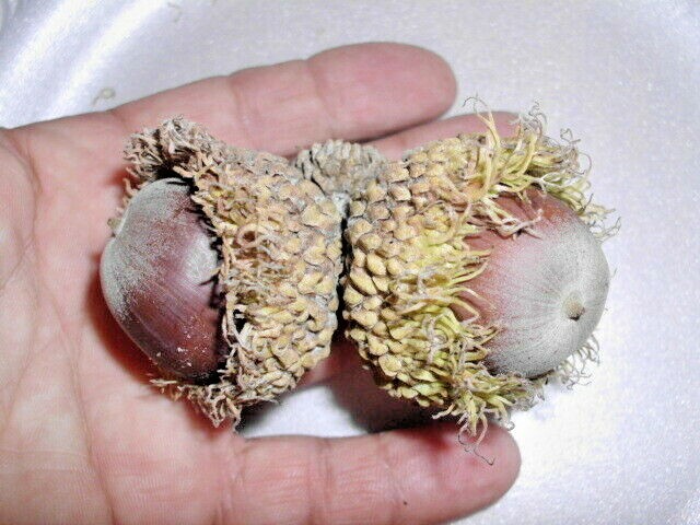 12 BUR OAK ACORNS – Quercus macrocarpa