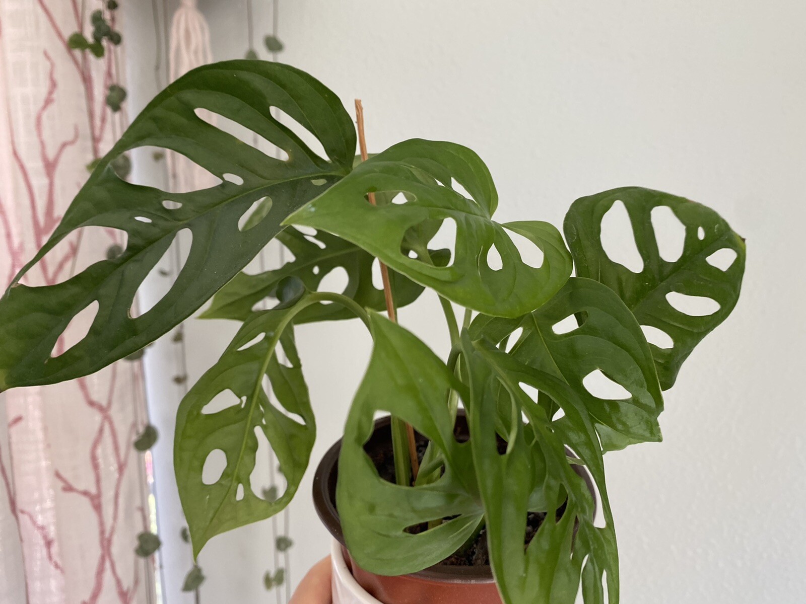 Live Houseplant – Swiss Cheese Cutting