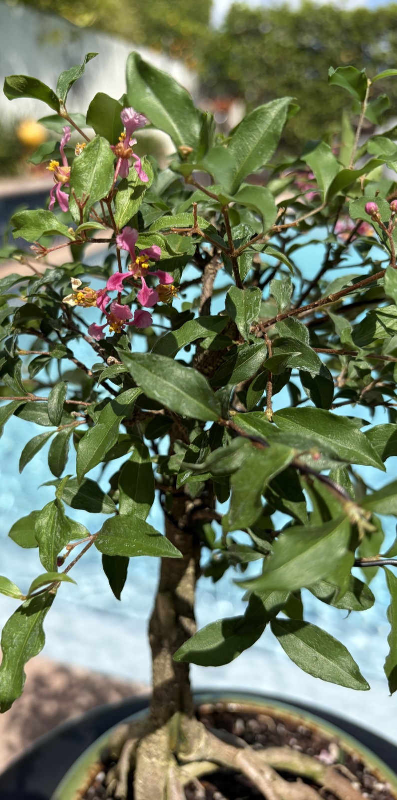 Barbados Cherry Exposed Roots Shohin Bonsai (Malpighia Emarginata)