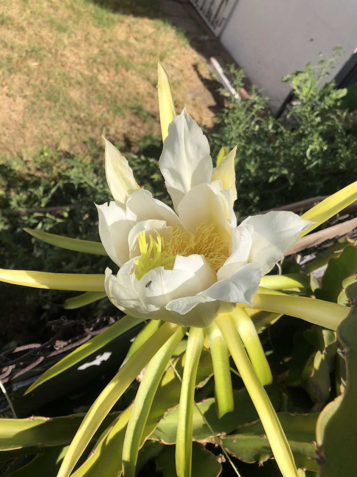 3 White Flesh Dragon Fruit Fresh Cutting Pitaya Succulent Cactus 10”-12”No Root