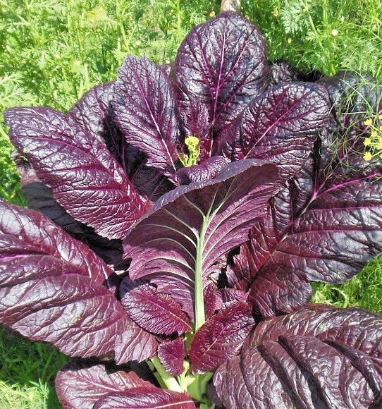 600+RED GIANT MUSTARD Seeds Organic Heirloom Greens Container Vegetable Garden