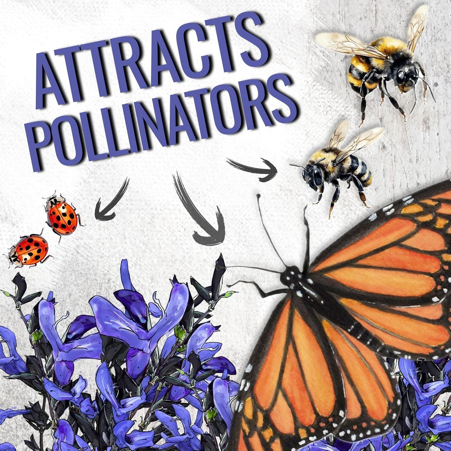 Sapphire Salvia Seeds – 2 Packs of Heirloom Blue Flowers to Attract Pollinators