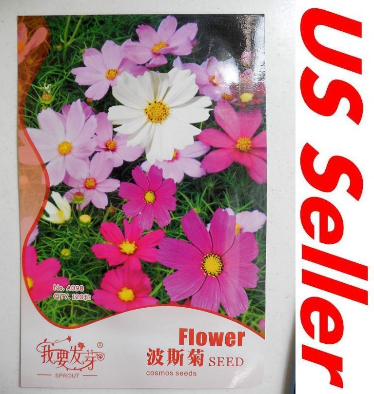 120 Seeds, Cosmos Sulphureus Seeds G96, Garden Flower Seeds US Seller