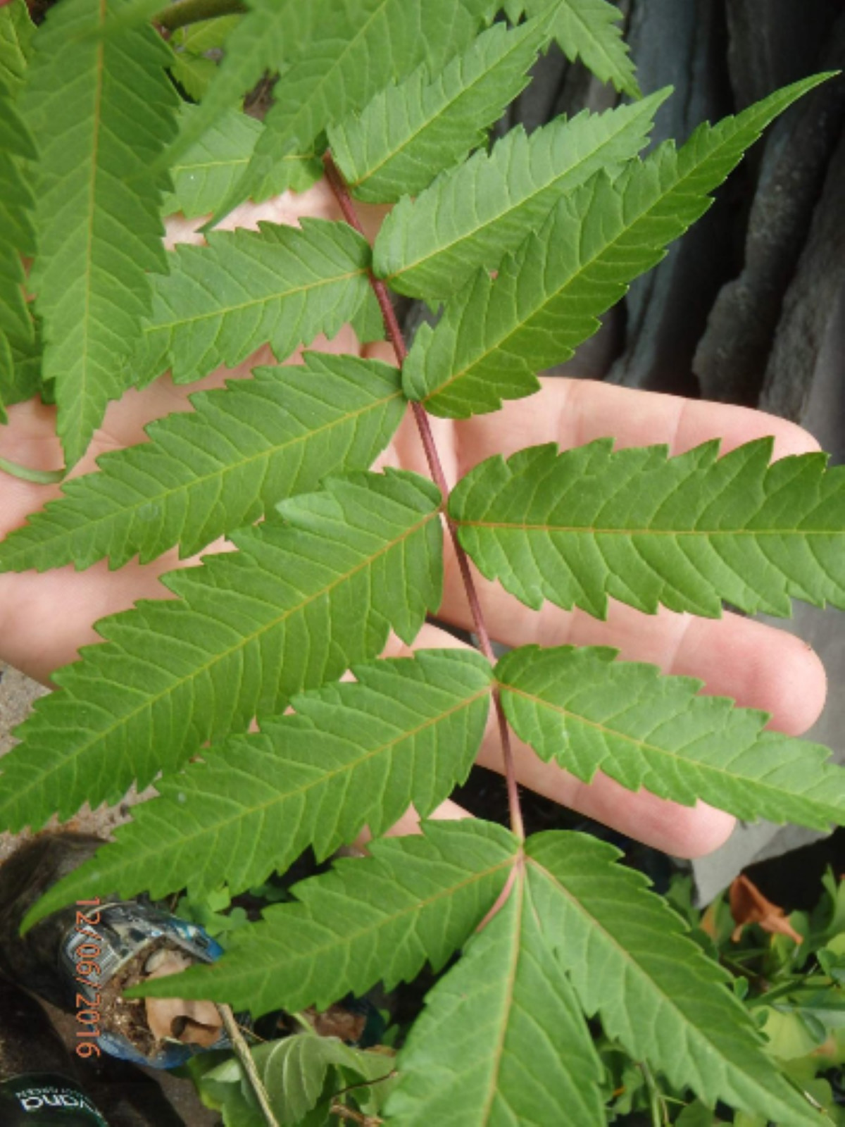 Staghorn sumac 1-2 year old, Pink lemonade plant!! Bare root