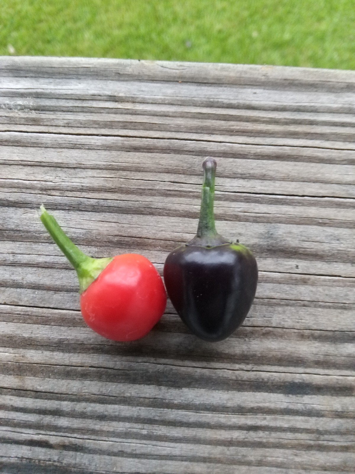 Purple Side Kick Pepper Seeds (Sweet &Spicy)