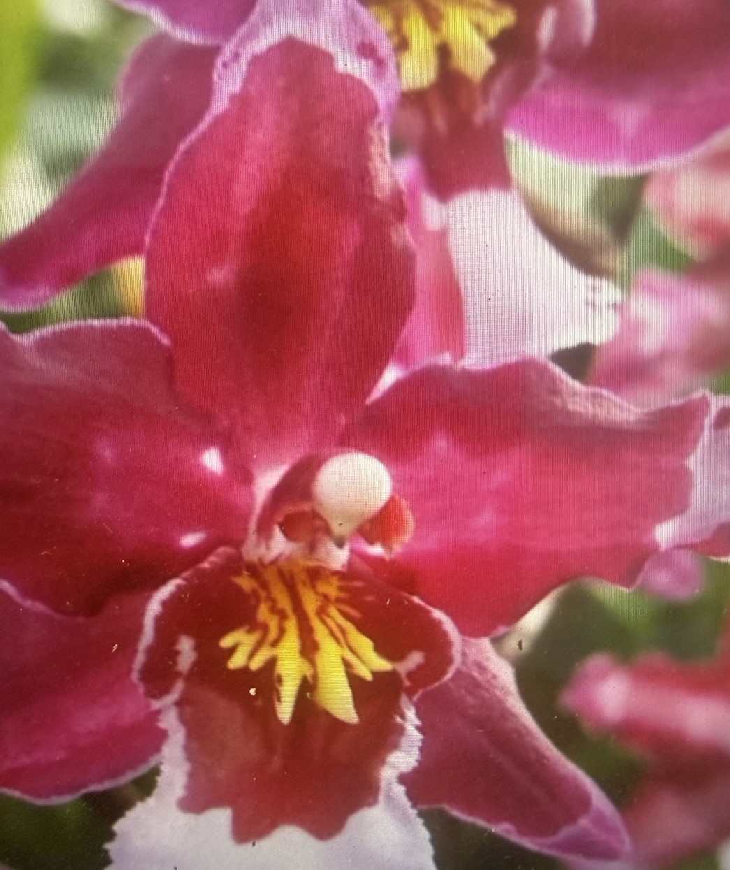 ORCHID PLANTS One rooted bulb bare root for pro grower