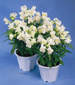 Snapdragon Floral Showers White 2,000 seeds