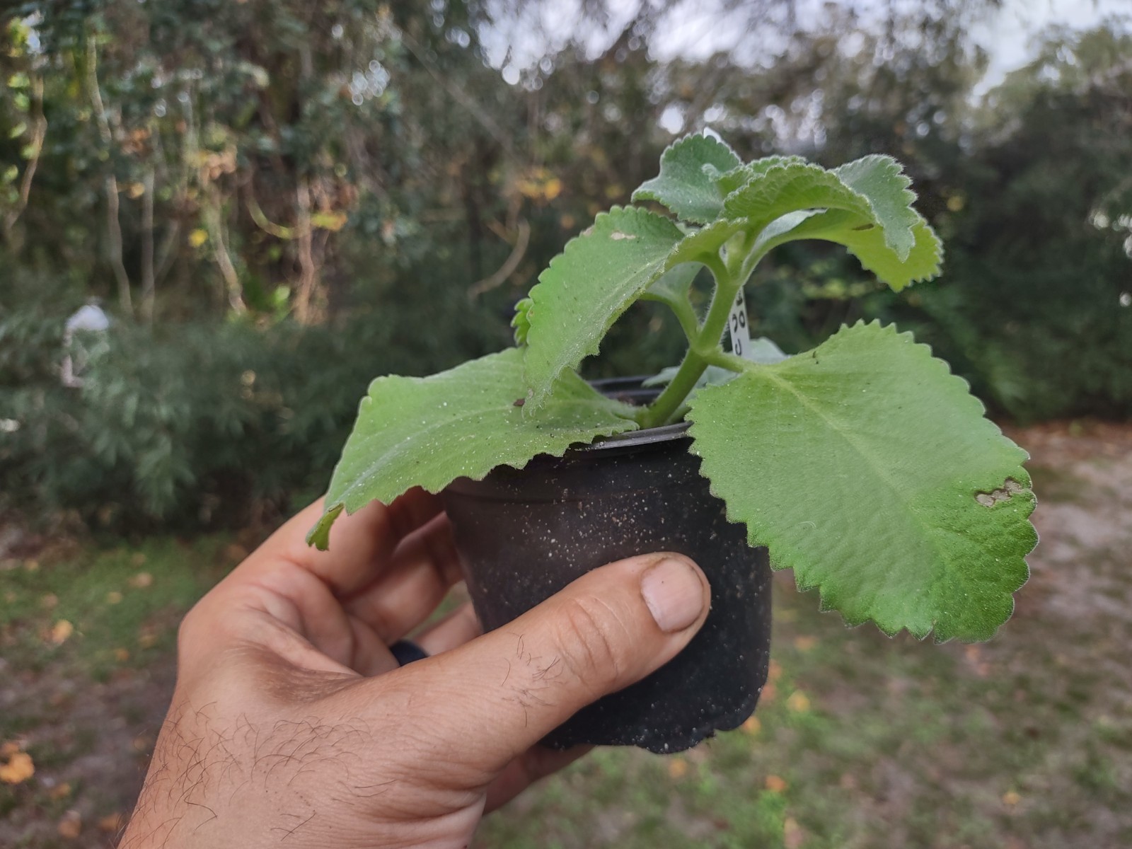 Cuban Oregano Live Plant – Rooted – 4” Pot – Edible & Aromatic – Easy Care