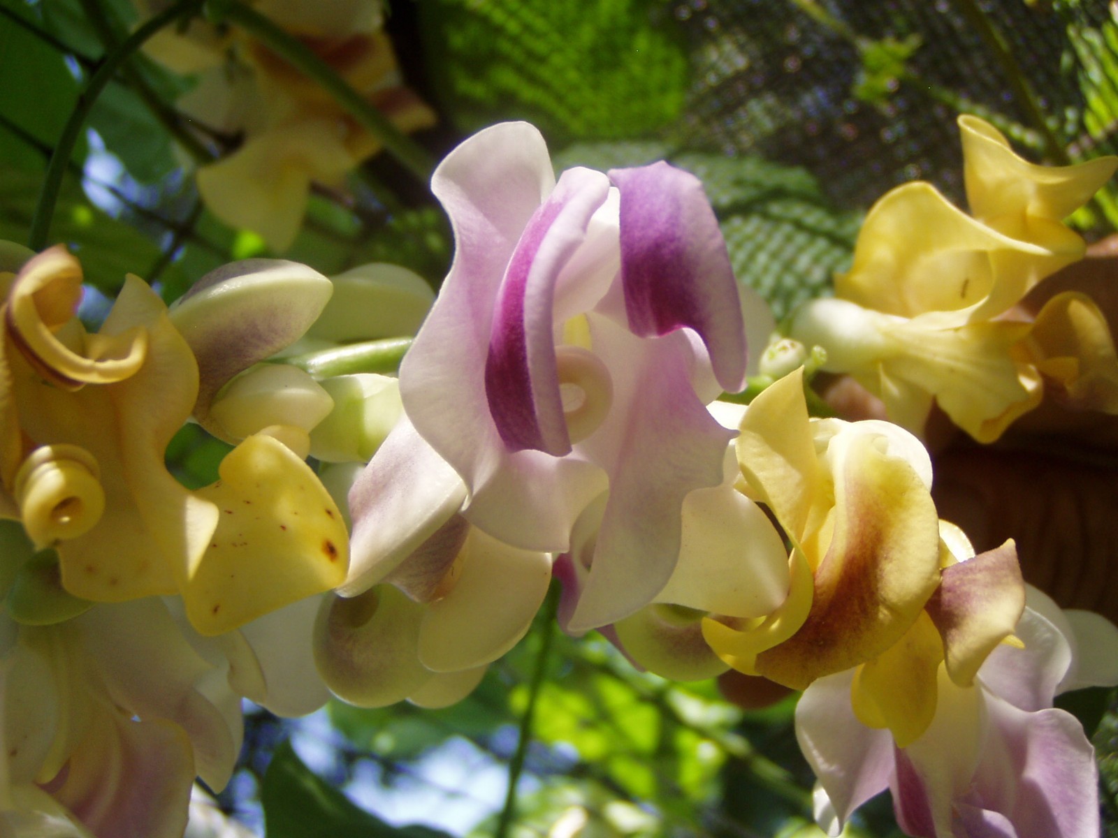 Quart plant of tender perennial vine Cochliasanthus caracalla Corkscrew vine