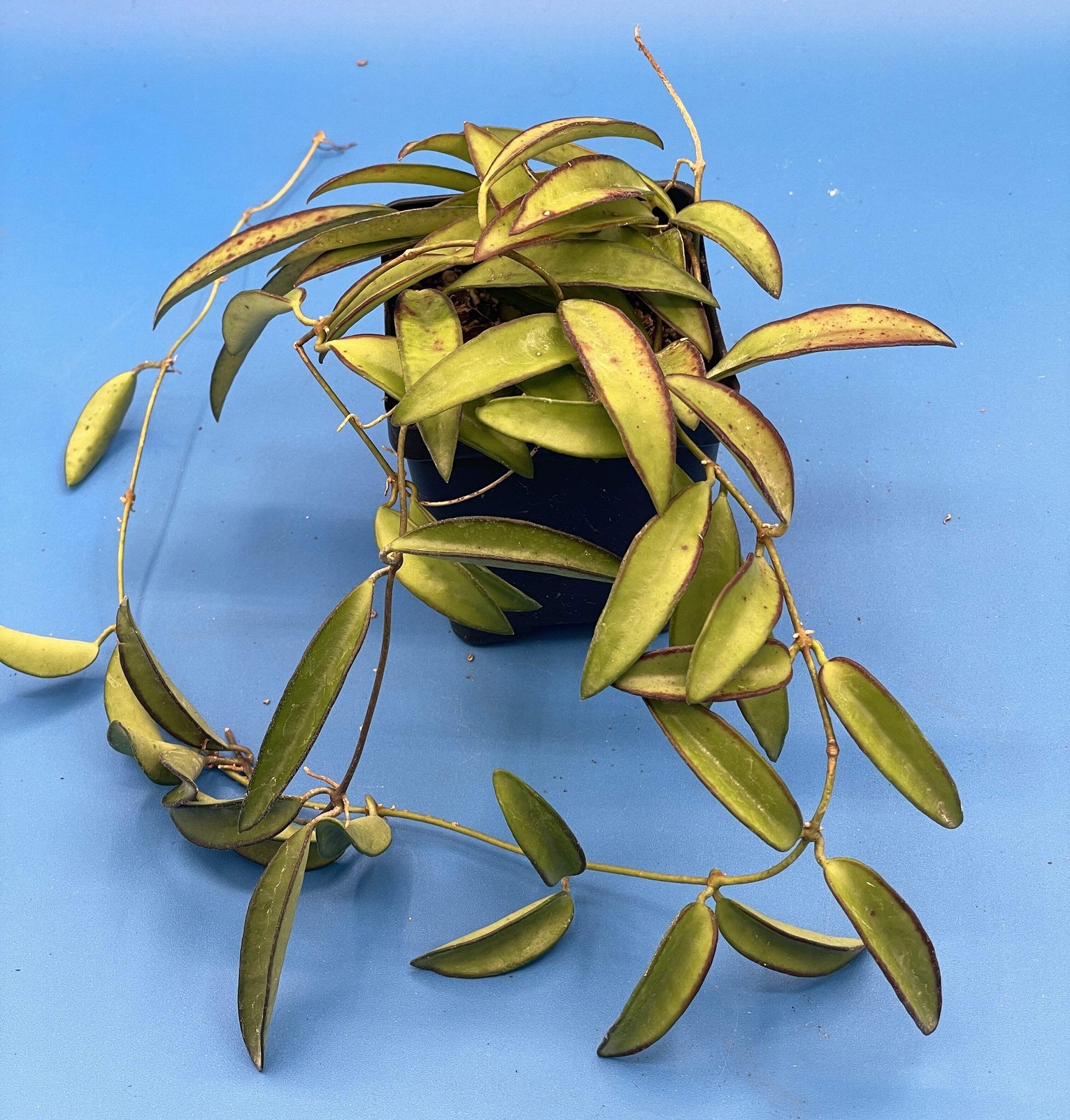 Hoya Wayetii – Rooted In 3.5″ pot – Wax Plant – Multiple Nodes!