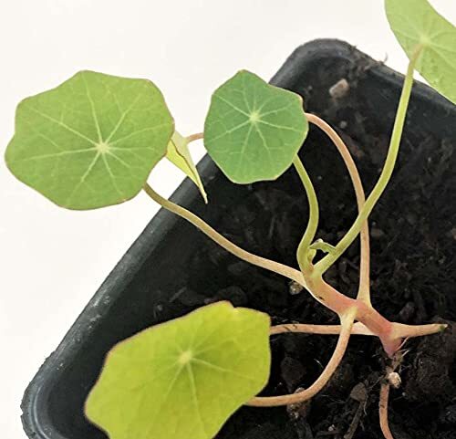 Smoke Camp Crafts Organic Nasturtium Plant – Live Plant -Tropaeolum majus, 3″