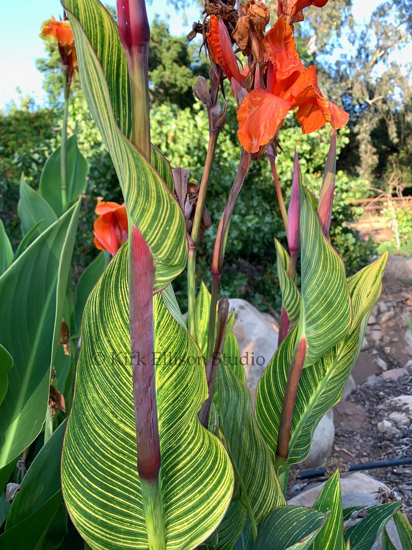 Canna Lily (1) Rhizome “BENGAL TIGER” a.k.a. “PRETORIA” Variegated Foliage!
