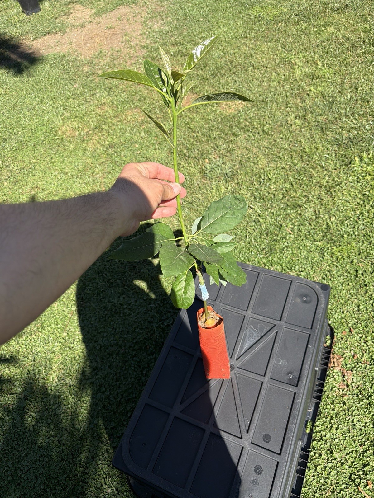 Carmen Hass Avocado Tree GRAFTED