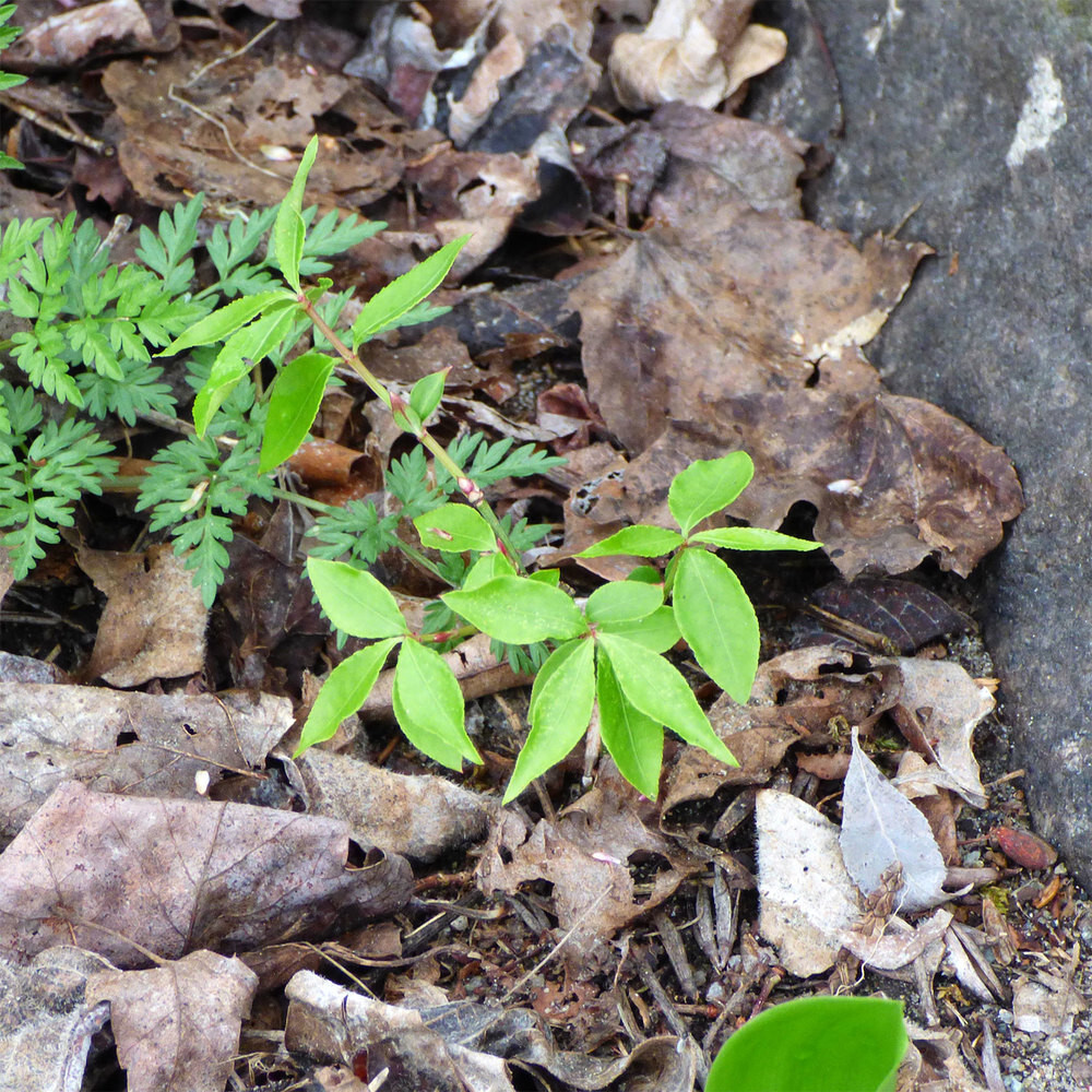 2 Burning Bush 8 inches + Live Plants bare root dormant