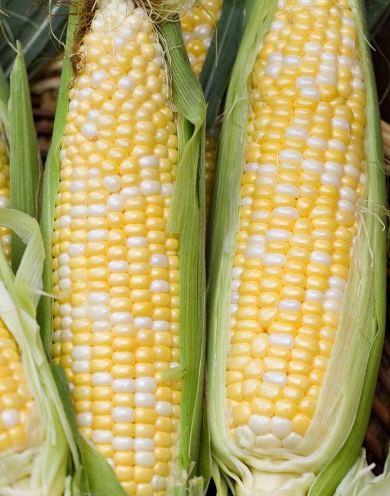 : Peaches & Cream Sweet Corn Seeds Fresh Sweet Corn Seed. FREE Shipping
