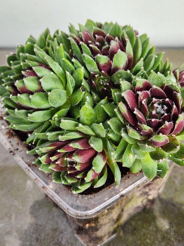 Quality 1 Sempervivum Succulent Red Color Cluster w Chicks Green Red 5″ Rooted