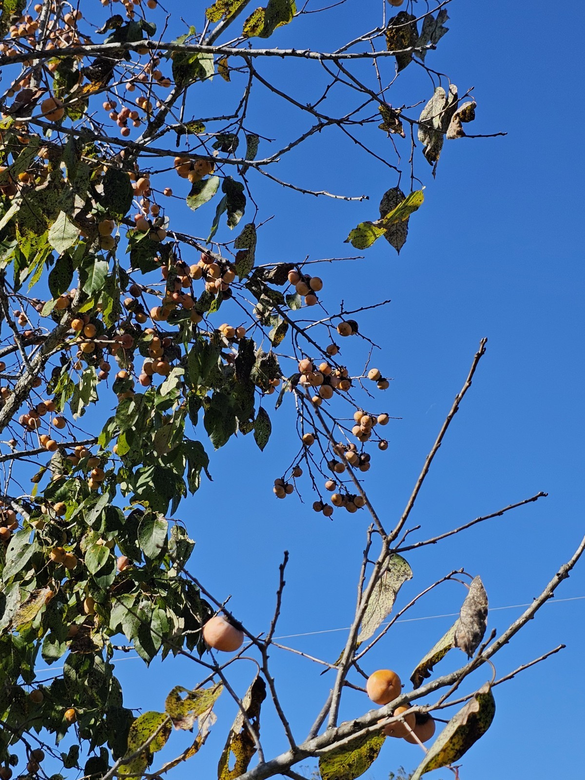 50 American Persimmon Seeds Organic From Arkansas (Diospyros Virginiana)