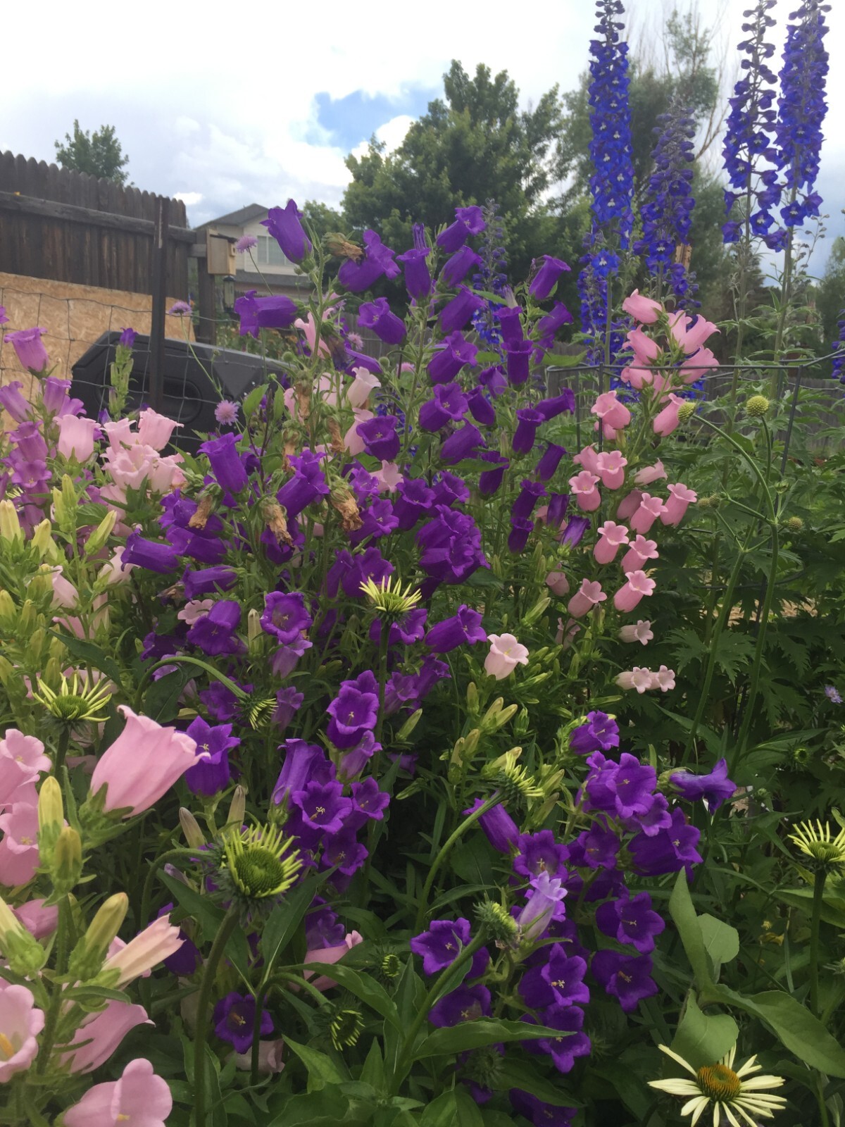 400 seeds CANTERBURY BELLS MIX colors Campanula Seeds from my garden + Gift