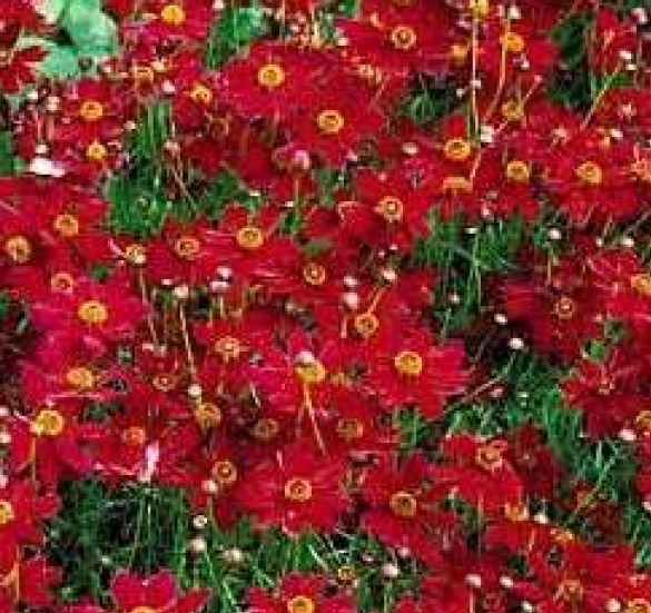 PLAINS COREOPSIS TALL RED FLOWER 100 FRESH SEEDS FREE USA SHIPPING